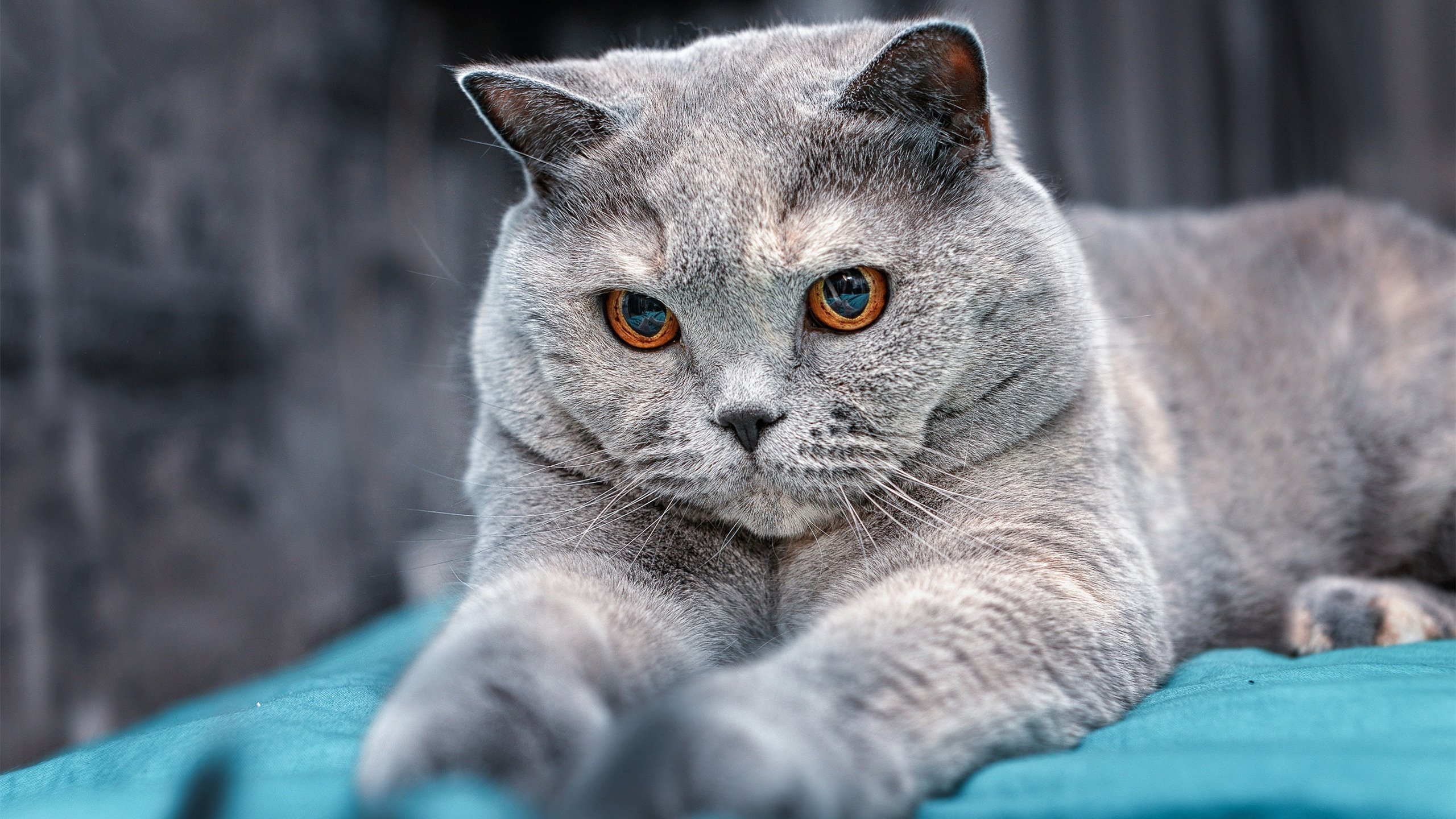 卡瓦哈尔,2026世界杯之夜的终极铁闸