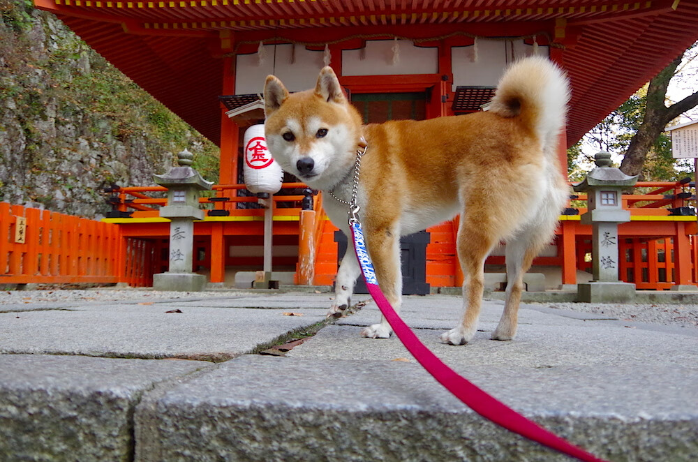 公牛末节狂潮碾碎篮网，保罗关键先生当之无愧
