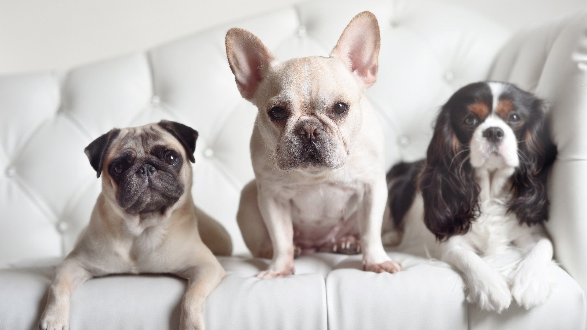 加勒比飓风掀翻非洲猎豹，布雷默的隐刃决定了结局