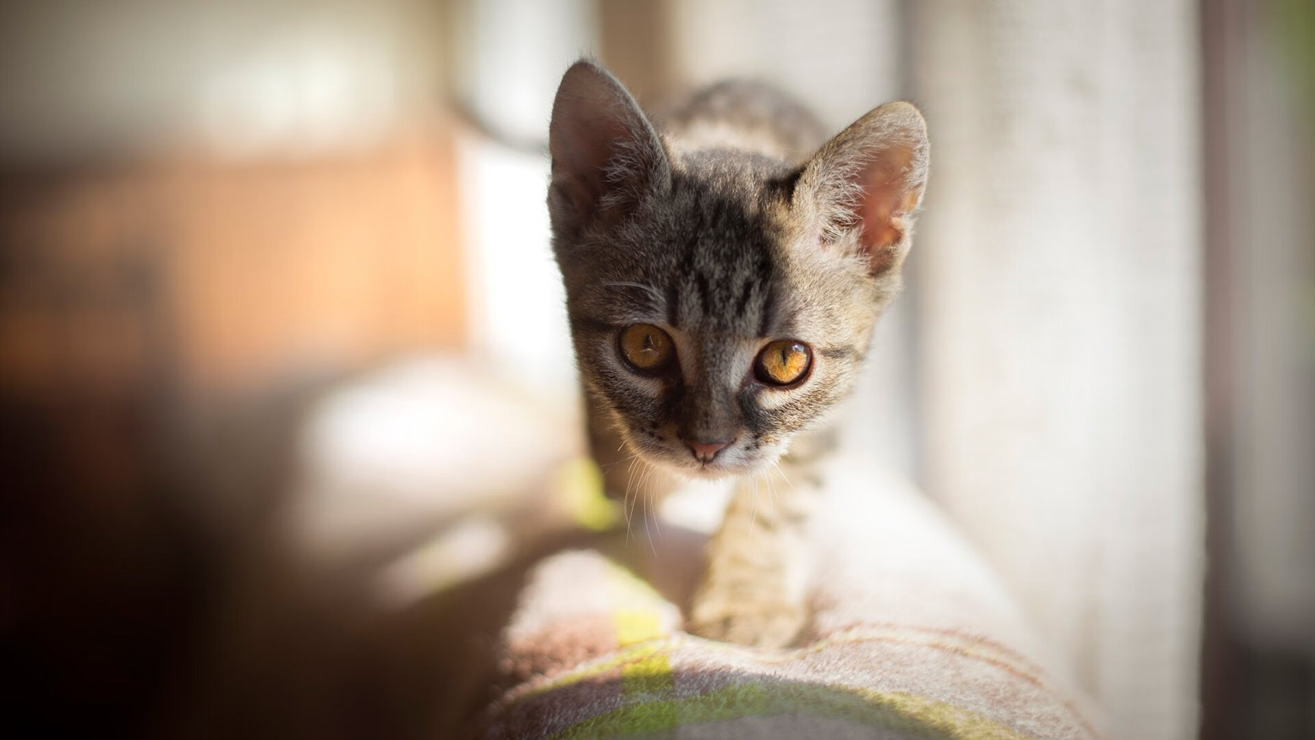 铁卫峥嵘，德里赫特夜战封王，铸就防线上的统帅之力